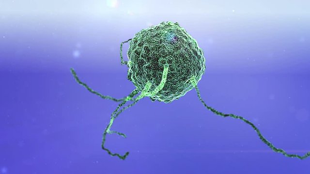 phagocyte kills viruses, inside the human body, medical 3D graphics