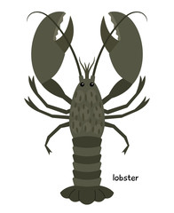 Lobster - marine animal used for food