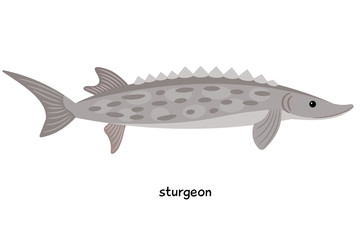 Obraz premium Sturgeon - valuable fish, but lazy, stands on a pit and grabs only the nozzle that appears or swims near