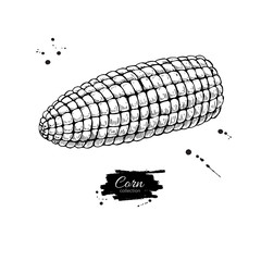 Corn cob hand drawn vector illustration. Isolated Vegetable engraved style object. Detailed vegetarian food drawing.