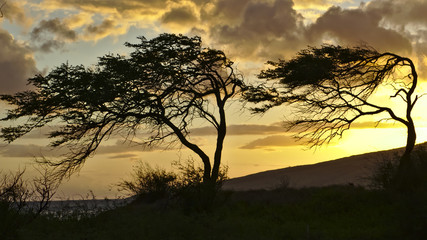 Maui trees during sunset