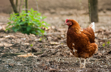 Brown chicken.