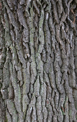 Bark tree texture