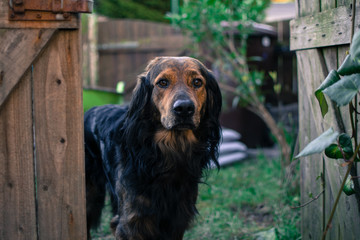 Obraz premium a serious brown dog looking in outside European garden