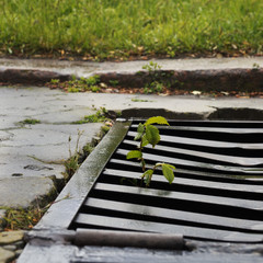 A young tree grows through a steel grid
