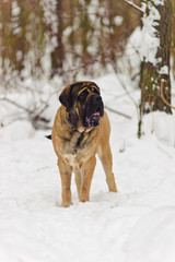 winter walk in the snow with a dog breed Mastiff