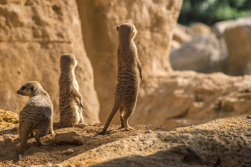Two alert Meerkats in the desert on sand floor standing looking at the horizon on guard curious gesture, with Warm colors and sunlight, suricate, Suricata, suricatta