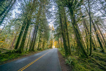 Obraz premium The road through rainforest with lots of trees covered with moss. Hoh Rain Forest, Olympic National Park, Washington state, USA