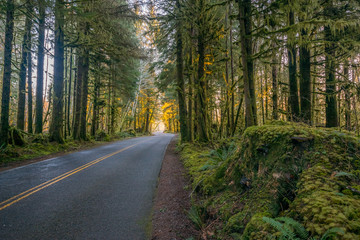 The road through rainforest with lots of trees covered with moss. Hoh Rain Forest, Olympic National Park, Washington state, USA