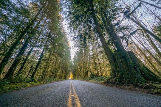 Fototapeta The road through rainforest with lots of trees covered with moss. Hoh Rain Forest, Olympic National Park, Washington state, USA