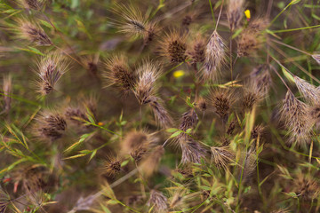 Plants close up. Macro. Background.