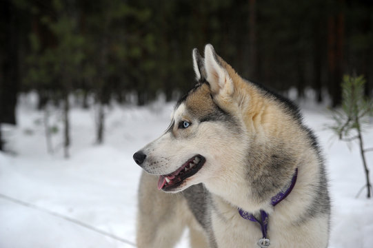 Purebreed Huskey in a field of snow
