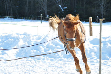 Brown horse in winter training