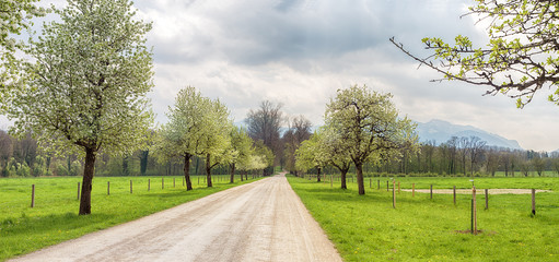 Obraz premium Spring landscape with trees and road. Panoramic view of blooming apple trees along a country road. Herreninsel island, Chiemsee, Bavaria, Germany 
