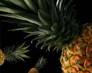 Fototapeta premium Pineapple