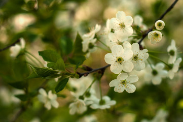 Blooming cherry tree. White delikate pink flowers and buds in the sunny spring day. Blooming apple...