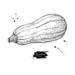 Zucchini hand drawn vector illustration. Isolated Vegetable engraved style object. Detailed vegetarian