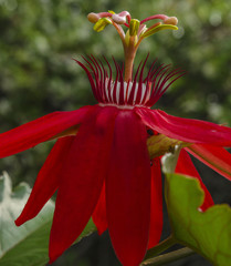 Passion Fruit Flower