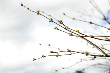 Branches with kidneys