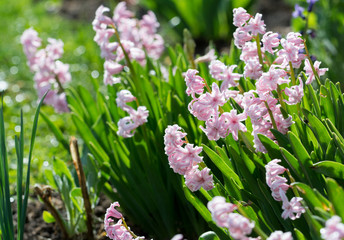 Obraz na płótnie Canvas Pink Hyacinth flowers in the garden