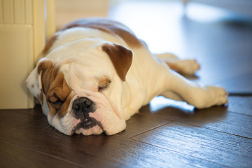 English bulldog in stylish home enjoying life