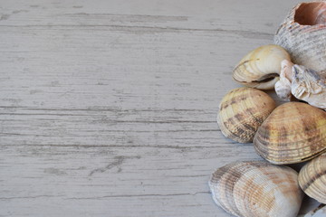 sea shell