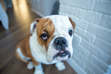 English bulldog in stylish home enjoying life