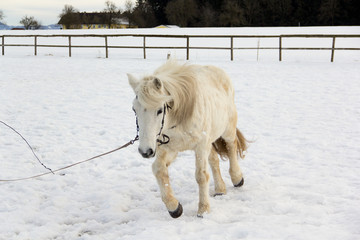 Promenadenmischung beim Traben