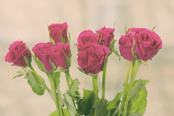 crimson rose flowers, toning