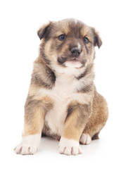 Little puppy.