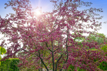 The blossoming apple tree with pink flowers