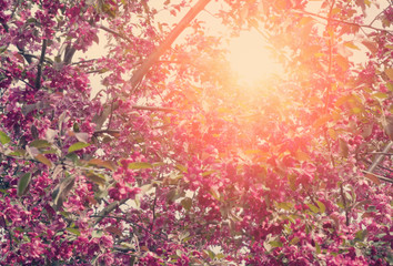 The blossoming apple tree with pink flowers , toning