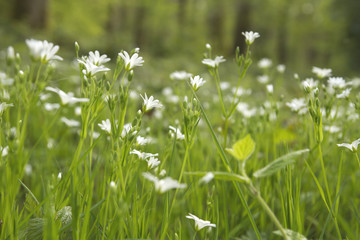 Obraz premium białe kwiaty rosnące dziko w wiosennym lesie