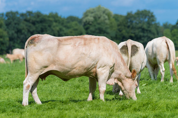 brown cows in meadow