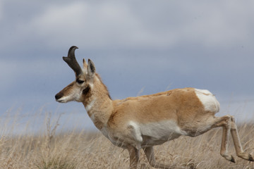 Antelope buck © Phil