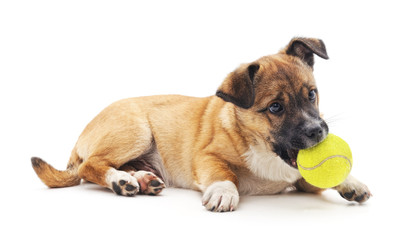 Obraz premium Small puppy with ball.