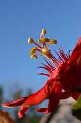 Passion Fruit Flower