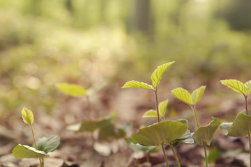 small beech tree spout growing in spring on the forest soil, nature and environment background or concept 
