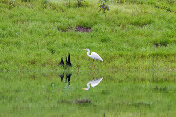 Obraz na płótnie Canvas Birds in a lagoon on Rio Negro in the Amazon River basin, Brazil, South America