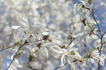 White magnolia flower in early spring, selective focus