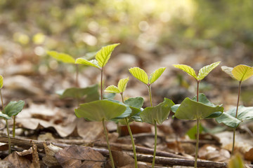 beech trees sprouts