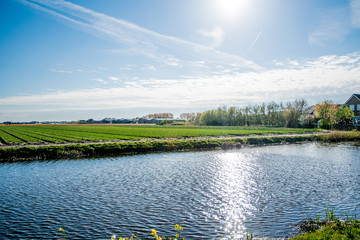 landscape view with colorful flowers background in Netherlands