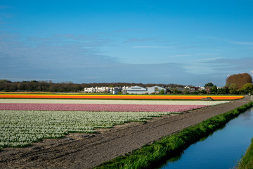 landscape view with colorful flowers background in Netherlands