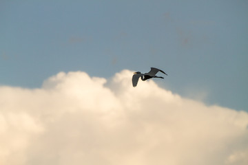 Birds in a lagoon on Rio Negro in the Amazon River basin, Brazil, South America