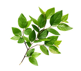 Green leaves on branch