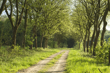 path in spring with trees