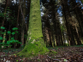 old tree with green moss,Northern Ireland