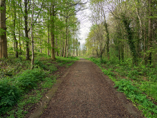 Fototapeta premium Spring forest,Northern Ireland