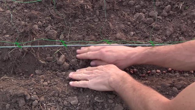 Sow runner beans