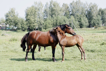 A baby and adult horses on the grassland.